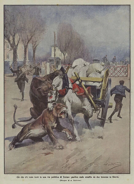 What you saw heads in a public street in Turin, a peaceful mule assaulted by two lionesses in freedom (colour litho)