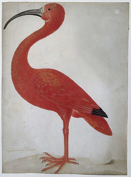 Scarlet Ibis with an Egg, 1699-1701 (w / c & graphite on vellum)