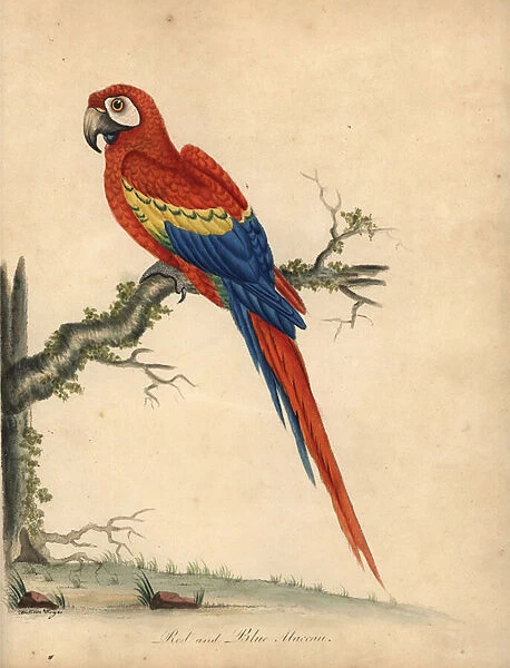 Scarlet macaw, Ara macao. (Red and blue maccaw, Psittacus macao) Handcoloured copperplate engraving of an illustration by William Hayes and his daughter Matilda from William Hayes