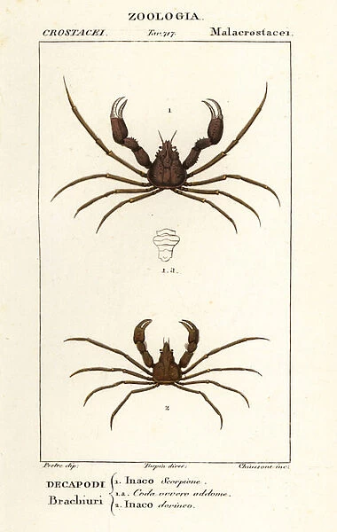 Scorpion spider crab and Leachs spider crab