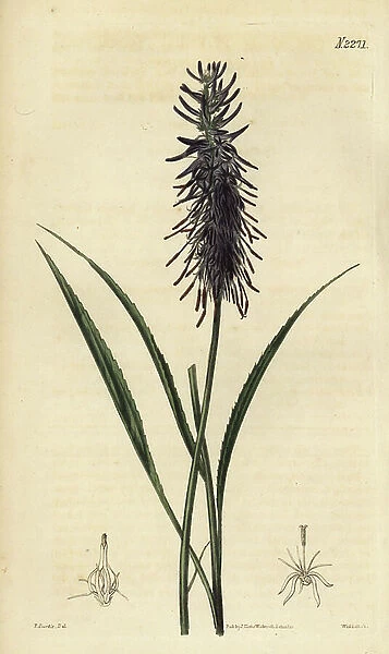 Scorzonera-leaved rampion, Phyteuma scorzonerifolium. Handcoloured copperplate engraving by Weddell after an illustration by John Curtis from Samuel Curtis Botanical Magazine, London, 1822
