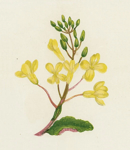 Sea Cabbage, Brassica Oleracea (colour litho)