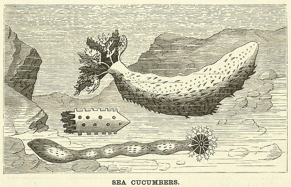 Sea Cucumbers (engraving)