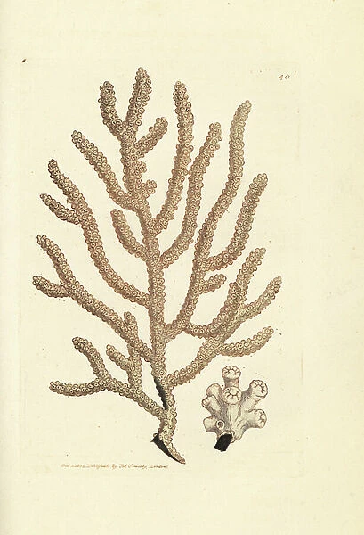 Sea fan, Gorgonia species (Slender gorgonia, Gorgonia viminalis?). Handcoloured copperplate engraving by James Sowerby from The British Miscellany, or Coloured figures of new, rare, or little known animal subjects