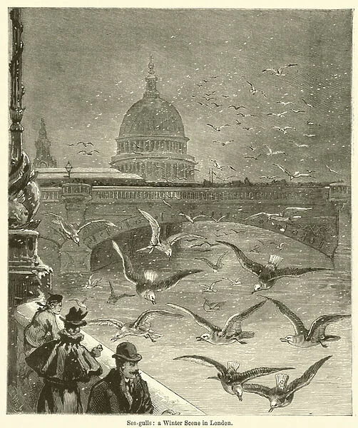 Sea-gulls, a Winter Scene in London (engraving)