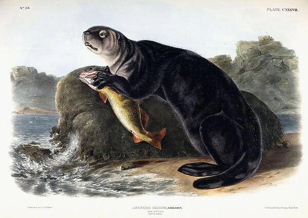 Sea Otter, Young Male, 1848 (colour lithograph)