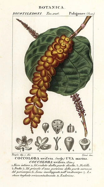 Seagrape or baygrape, Coccoloba uvifera, Uva marina
