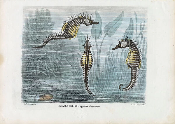 Seahorses, 1863-79 (colour litho)