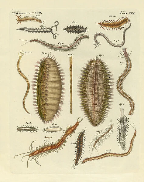 Seaworms (coloured engraving)