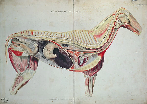 A Section of the Horse (coloured engraving)