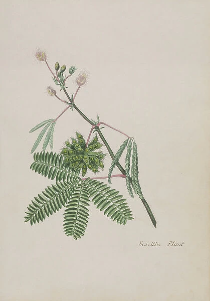 Sensitive Plant, illustration from an Album of Poems, Graphite Drawings & Watercolours, c