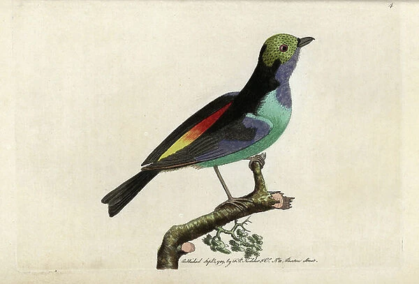 Septicolor callist. Copper engraving by Frederick Polydor Nodder (1751-1801) for the naturalist collection, published in 1790 by George Shaw. Paradise tanager (tanagra). Tangara chilensis (Tanagra tatao)