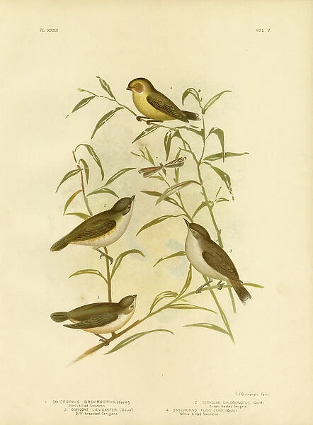 Short-Billed Smicrornis Or Weebill, 1891 (colour litho)