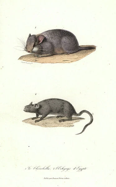 Short-tailed chinchilla, Chinchilla chinchilla (critically endangered), and Cairo spiny mouse, Acomys cahirinus. Handcoloured copperplate engraving from Rene Primevere Lesson's Complements de Buffon, Pourrat Freres, Paris, 1838