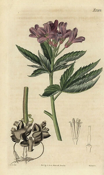 Showy toothwort, Cardamine pentaphyllos (Five-leaved toothwort, Dentaria pentaphylla). Handcoloured copperplate engraving by Weddell after a drawing by John Curtis for Samuel Curtis' continuation of William Curtis' Botanical Magazine, London, 1820