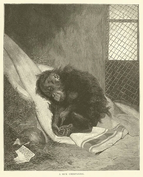 A sick chimpanzee (engraving)