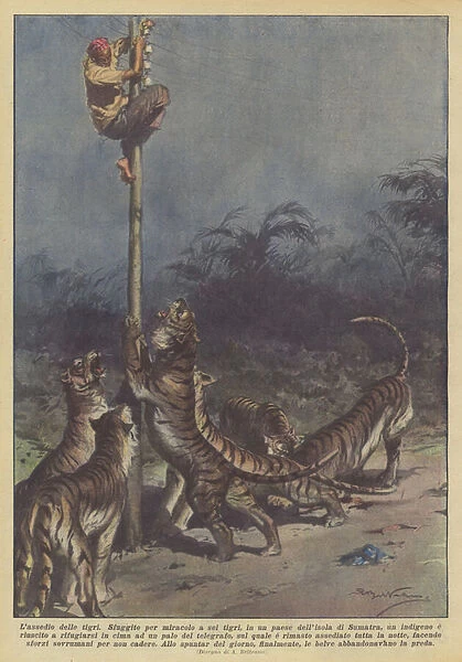 The Siege of the Tigers (Colour Litho)