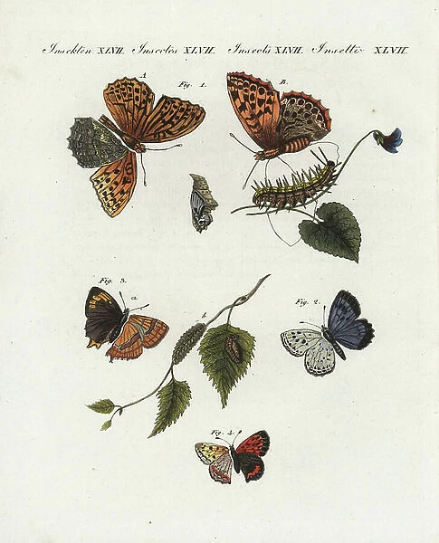 Silver washed fritillary - Spanish tobacco, male and female - Argynnis paphia 1 male A female B with larva and pupa, large blue - azure du serpolet - Phengaris arion, near threatened 2, brown hairstreak - thecle du birch - Thecla betulae 3