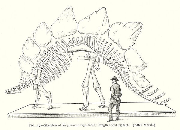 Skeleton of Stegosaurus ungulatus (litho)