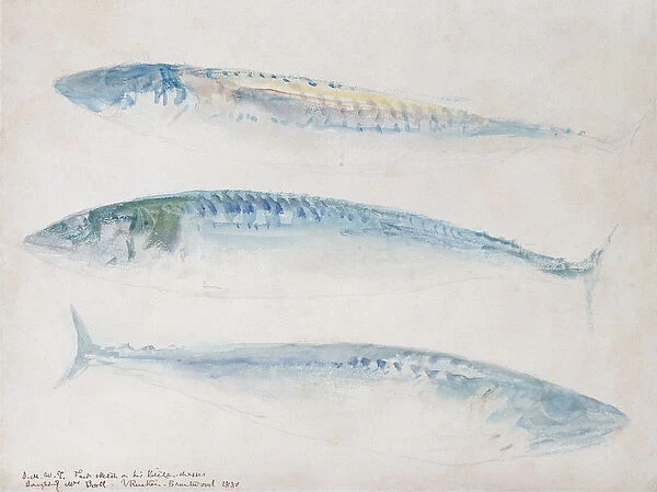 A Sketch of three Mackerel (w  /  c & pencil on paper)