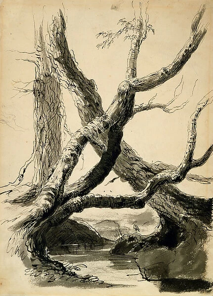 Sketch of Tree Trunks, c. 1825-40 (black ink, pen, wash & pencil on white paper)