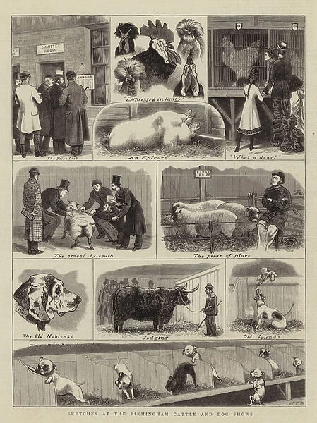 Sketches at the Birmingham Cattle and Dog Shows (engraving)