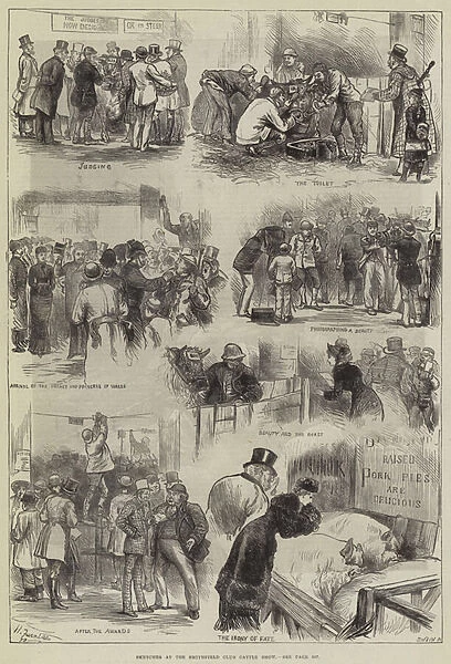 Sketches at the Smithfield Club Cattle Show (engraving)