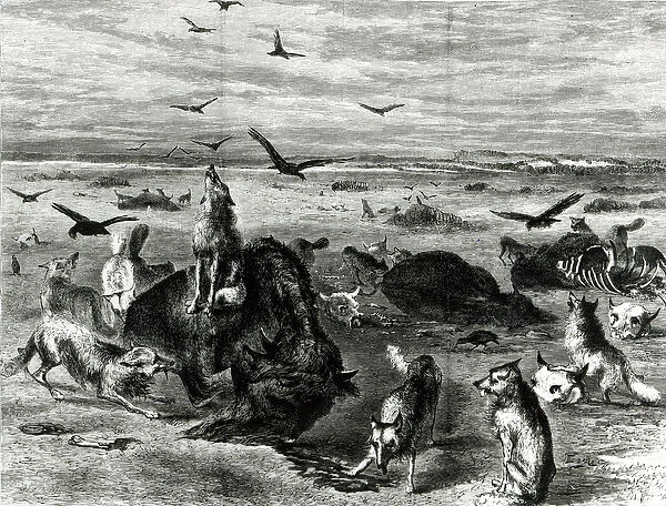 Slaughter of Buffaloes on the Plains, from Harpers Weekly 1872 (engraving) (b  /  w photo)
