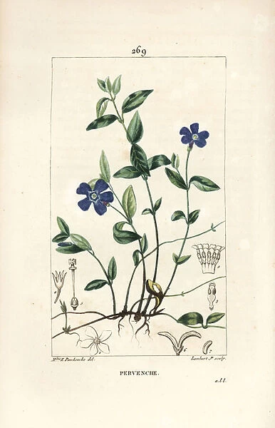 Small Periwinkle - Lesser periwinkle, Vinca minor, with flower, leaf, stalk, root and seed. Handcoloured stipple copperplate engraving by Lambert Junior from a drawing by Ernestine Panckoucke from Chaumeton