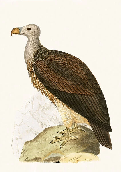 Sociable Vulture, illustration from A History of the Birds of Europe Not Observed in the British Isles by Charles Robert Bree (1811-86), published 1867 (colour litho)