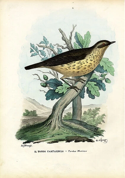 Song Thrush, 1863-79 (colour litho)