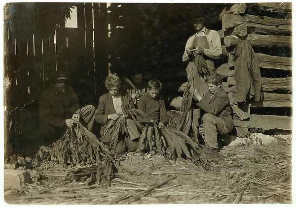 Sons of J. H. Burch aged 12, 14 & 17 stripping tobacco during school hours at Warren County
