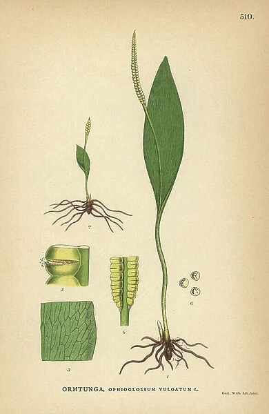 Southern adderstongue, Ophioglossum vulgatum