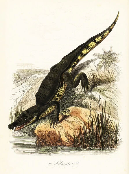 Spectacled caiman, Caiman crocodilus