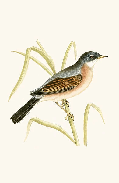 Spectacled Warbler, illustration from A History of the Birds of Europe Not Observed in the British Isles by Charles Robert Bree (1811-86), published 1867 (colour litho)
