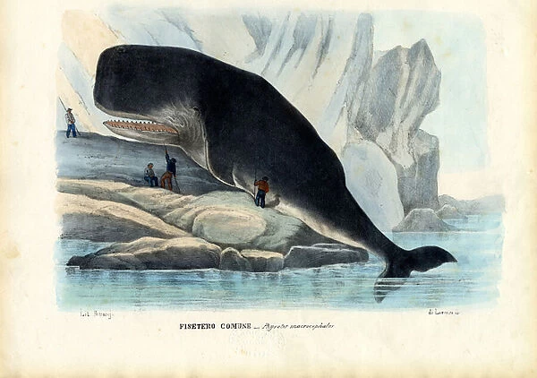 Sperm Whale, 1863-79 (colour litho)
