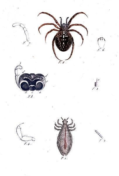 A spider and a louse. Natural history board, sd. 19th century