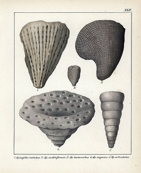 Spongite fossils (small species): S. costatus, S. radiciformis, S. texturatus, S. rugosus, and S. articulatus. Lithographie in Petrefactenbuch (Book of Petrification) by Dr