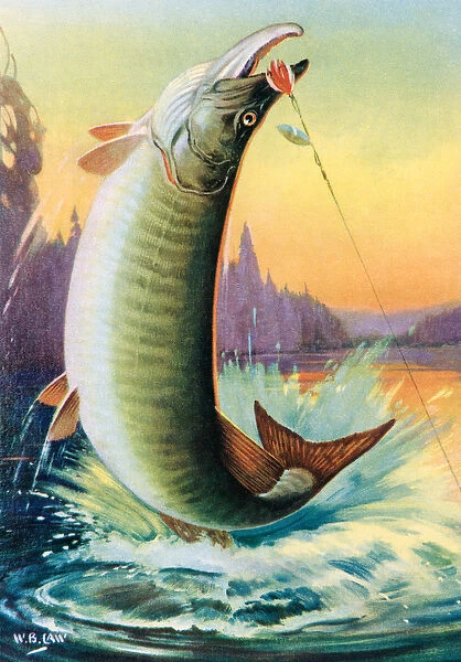 Sport Fishing: Leaping Muskie, 1950 (colour litho)