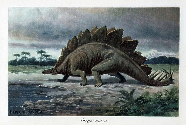 Stegosaur (Stegosaurus armatus), a herbivorous type of dinosaur from the late Jurassic, with its tail herissee of spades and its double row of distinctive bone plates