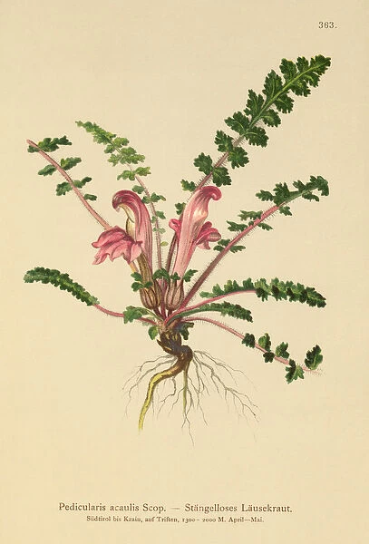 Stemless Lousewort (Pedicularis acaulis) (colour litho)