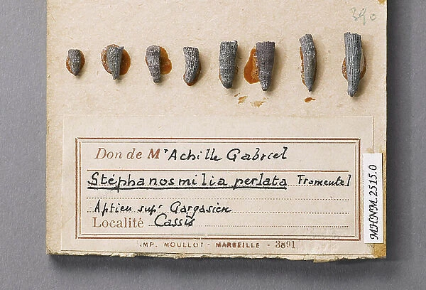 Stephanosmilia perlata (Coelentere), Natural History Museum of Marseille
