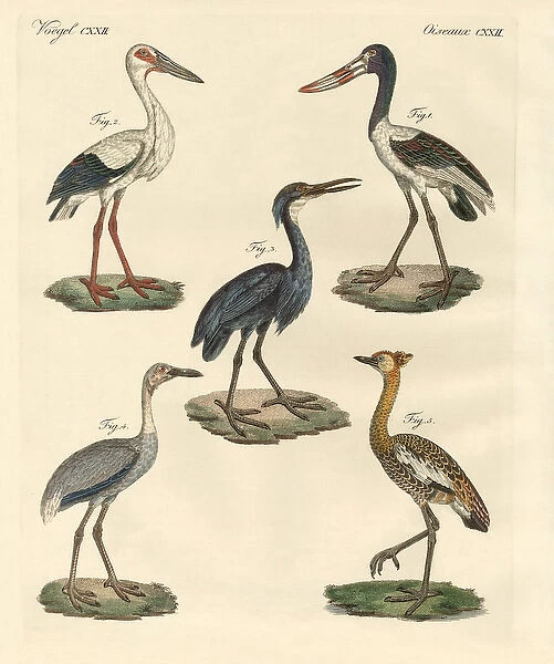 Strange birds (coloured engraving)