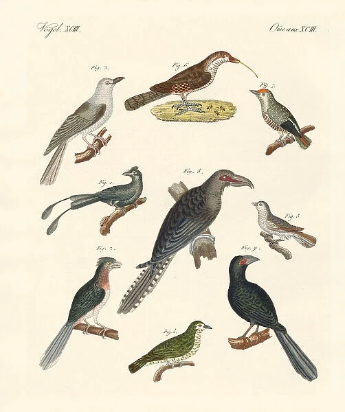 Strange climbing birds (coloured engraving)