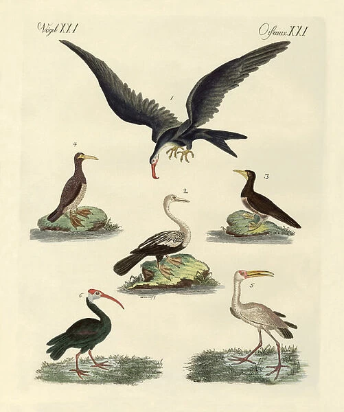 Strange marsh-birds and waterbirds (coloured engraving)
