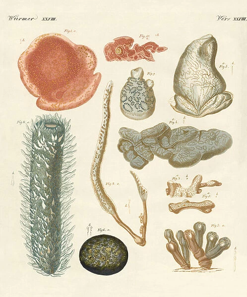 Strange molluscs (coloured engraving)