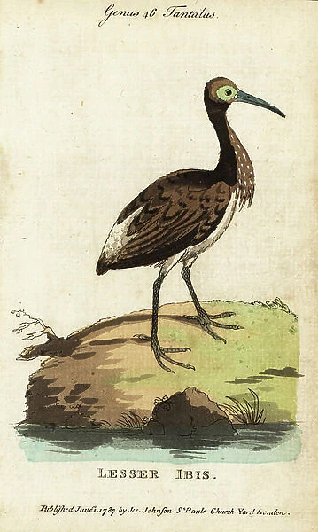 Straw-necked ibis, Threskiornis spinicollis