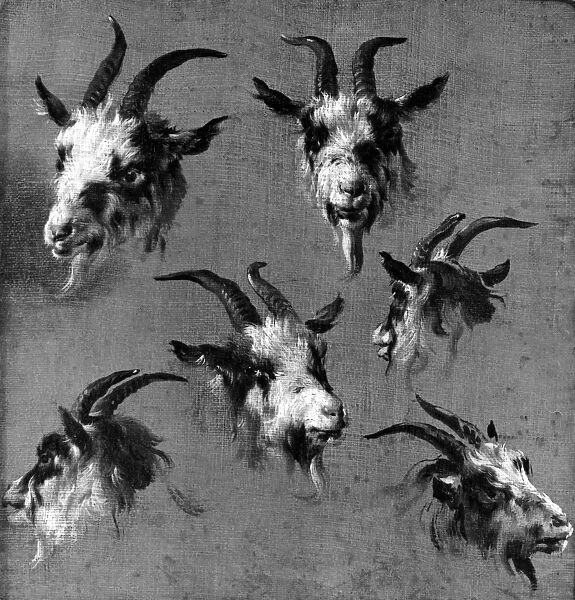 Six studies of goat heads (oil on canvas)