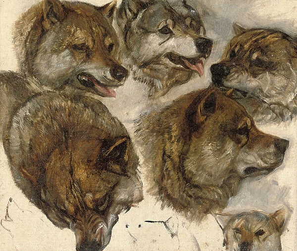 Studies of huskies heads (oil on canvas)