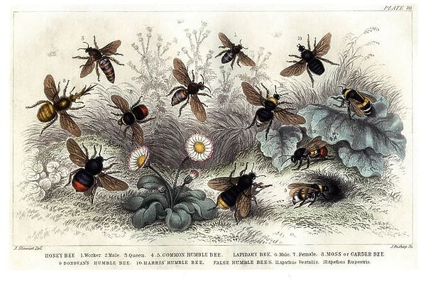 Study of different bees, engraved J. Bishop (coloured engraving)